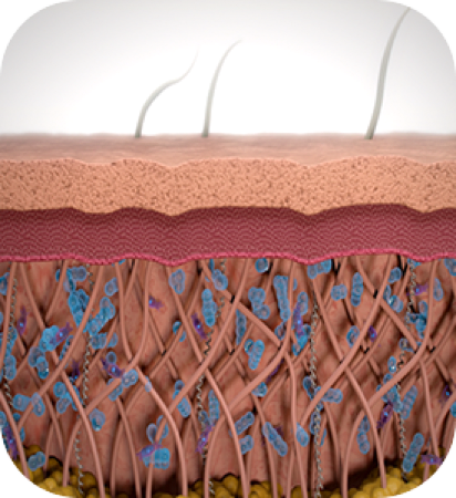 コラーゲンの産生・リモデリング