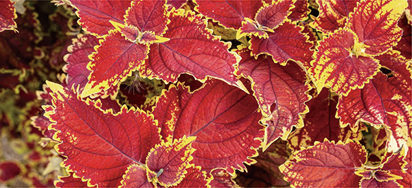 コレウスフォルスコリエキス