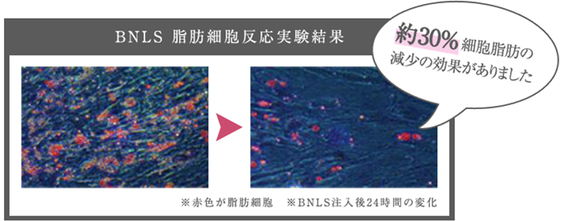 脂肪細胞反応実験結果